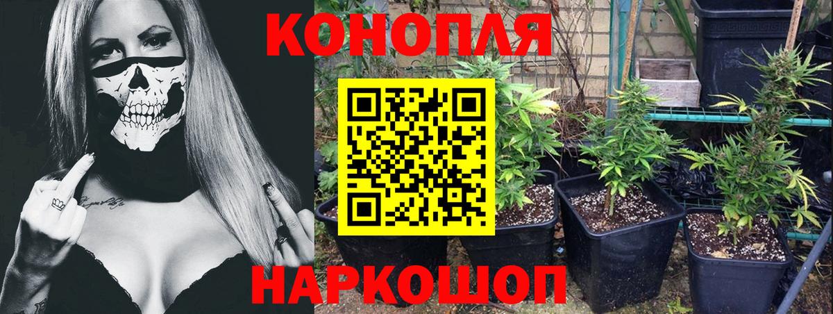 Канабис сатива Кулебаки